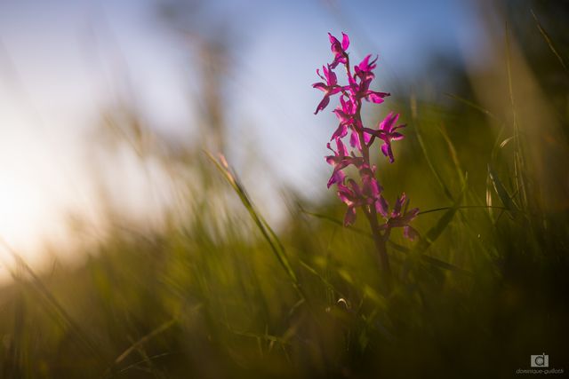 Orchis mâle